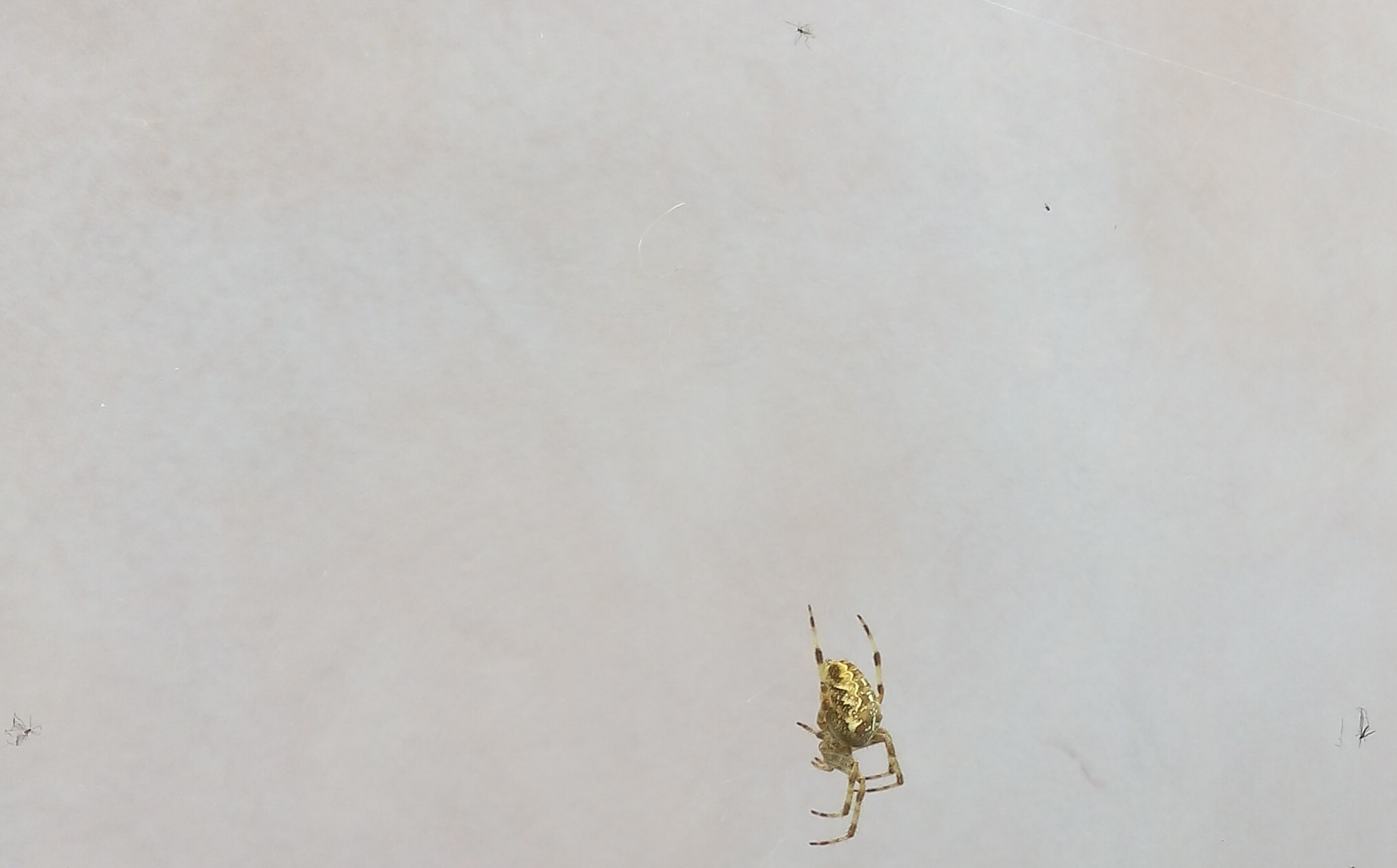 Araneidae: Araneus diadematus  - Dossena (BG)
